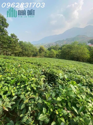 10.500m đất Yên Bình thạch thất giá chưa tới 1tr/m siêu rẻ