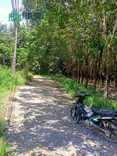 Bán 10000m2 đất xã Phước Ninh tỉnh Tây Ninh, chỉ 12 tỷ. Lh:0946674674.