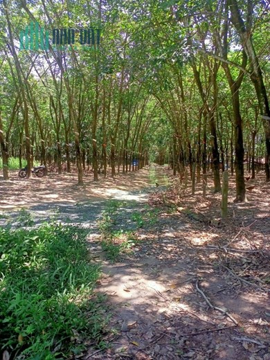 Bán 10000m2 đất xã Phước Ninh tỉnh Tây Ninh, chỉ 12 tỷ. Lh:0946674674.
