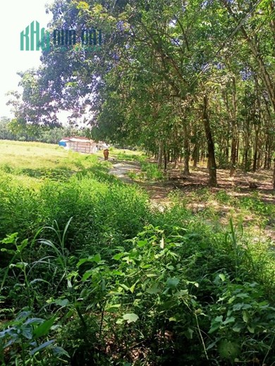 Bán 10000m2 đất xã Phước Ninh tỉnh Tây Ninh, chỉ 12 tỷ. Lh:0946674674.