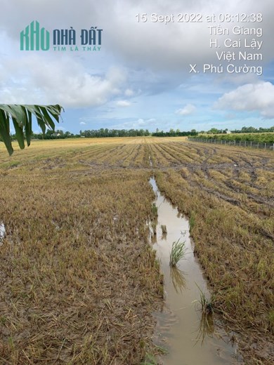 ĐẤT ĐẸP - GIÁ TỐT - Cần Bán Lô Đất Vị Trí Đẹp Tại xã Phú Cường - huyện Cai Lậy - Tiền Giang
