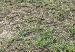 Chính Chủ Bán Đất Ruộng Đã Lên Nền Tại TT Ba Tri, Bến Tre
