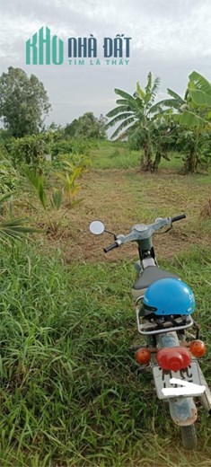 Chính Chủ Bán Đất Ruộng Đã Lên Nền Tại TT Ba Tri, Bến Tre