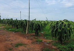 CHÍNH CHỦ Bán 1 Mẫu Đất Trồng Thanh Long Tại Hàm Thuận Nam – Giá Cực Rẻ