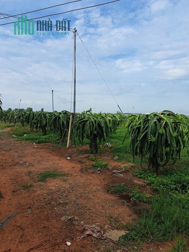 CHÍNH CHỦ Bán 1 Mẫu Đất Trồng Thanh Long Tại Hàm Thuận Nam – Giá Cực Rẻ