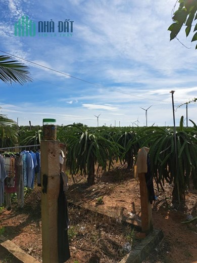 CHÍNH CHỦ Bán 1 Mẫu Đất Trồng Thanh Long Tại Hàm Thuận Nam – Giá Cực Rẻ