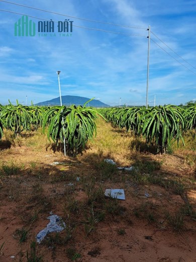 CHÍNH CHỦ Bán 1 Mẫu Đất Trồng Thanh Long Tại Hàm Thuận Nam – Giá Cực Rẻ