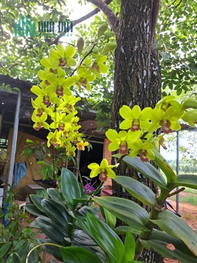 CHÍNH CHỦ Bán 1 Mẫu Đất Trồng Thanh Long Tại Hàm Thuận Nam – Giá Cực Rẻ