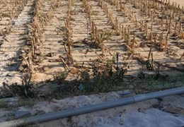 Bán thửa đất quy hoạch đất ở. Mặt đường 12m, trục chính đảo Lý Sơn, Quảng Ngãi