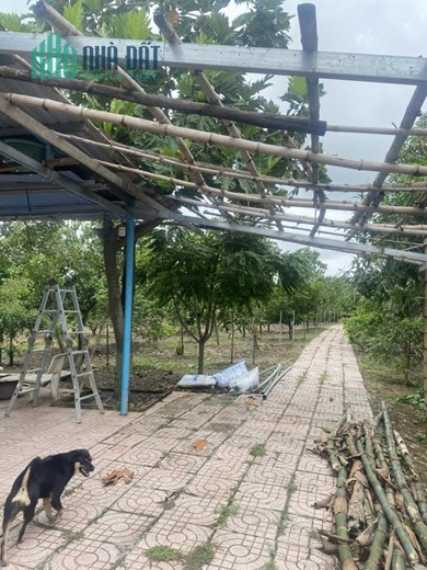BÁN ĐẤT, TẶNG 2 NHÀ, TẶNG VƯỜN CÂY LÂU NĂM, 3100M2, ĐÀO SƯ TÍCH, NHÀ BÈ, THỎA THUẬN