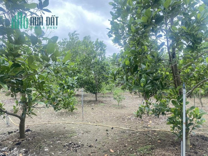 BÁN ĐẤT, TẶNG 2 NHÀ, TẶNG VƯỜN CÂY LÂU NĂM, 3100M2, ĐÀO SƯ TÍCH, NHÀ BÈ, THỎA THUẬN