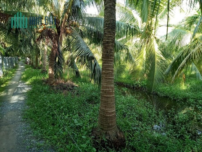 BÁN NHANH đất mặt tiền lộ nhựa tại ấp Hoà Phú,  Chợ Gạo, Tiền Giang