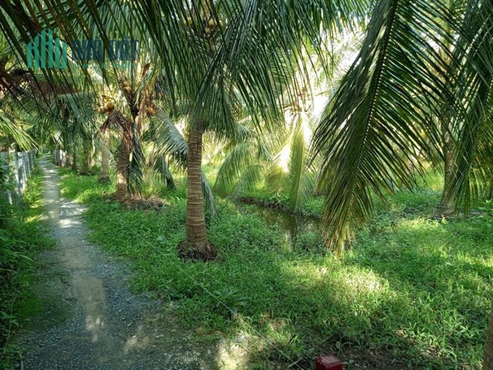 BÁN NHANH đất mặt tiền lộ nhựa tại ấp Hoà Phú,  Chợ Gạo, Tiền Giang