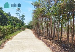 Bán cắt lỗ 1 sào đất 40m mặt tiền bê tông phía sau giáp hồ tại Tân Phú
