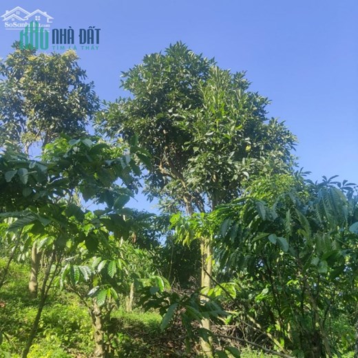 CHÍNH CHỦ CẦN BÁN LÔ ĐẤT THÍCH HỢP LÀM VIEW NGHỈ DƯỠNG NGAY ĐẠI LÀO - TP BẢO LỘC - LÂM ĐỒNG