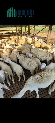 Chính Chủ Cần Bán Nhanh Lô Đất Đẹp Vị Trí Đắc Địa Tại Xã Lâm sơn, Ninh Sơn, Ninh Thuận