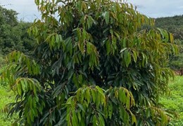 ĐẤT ĐẸP - GIÁ TỐT - Cần Bán Lô Đất Tại Xã Đạ Mrông, Huyện Đam Rông, Lâm Đồng