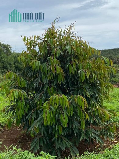 ĐẤT ĐẸP - GIÁ TỐT - Cần Bán Lô Đất Tại Xã Đạ Mrông, Huyện Đam Rông, Lâm Đồng