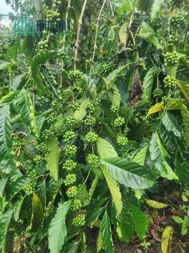 ĐẤT ĐẸP - GIÁ TỐT - Cần Bán Lô Đất Tại Xã Đạ Mrông, Huyện Đam Rông, Lâm Đồng