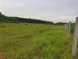 Kẹt tiền cần bán gấp lô đất gia đình ở xã Long Chữ, huyện Bến Cầu, Tây Ninh.