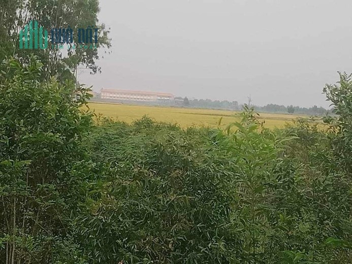 CHÍNH CHỦ BÁN LÔ ĐẤT RỘNG ĐẸP TẠI TT. BÌNH PHONG THẠNH MỘC HÓA - GIÁ RẺ BẤT NGỜ