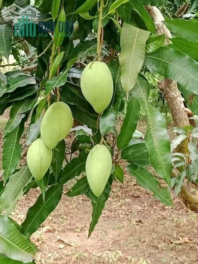 BÁN ĐẤT VƯỜN LIỀN KỀ HỒ TRỊ AN, XÃ LA NGÀ, ĐỊNH QUÁN, ĐỒNG NAI HƠN 1000M2 GIÁ CHỈ 1TR/M2