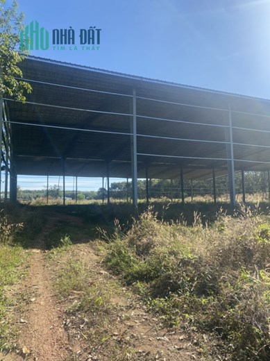 Chuyển nhượng 62.000m2 đất (SKC) ở Đồng Phú, Bình Phước. Gần DT741