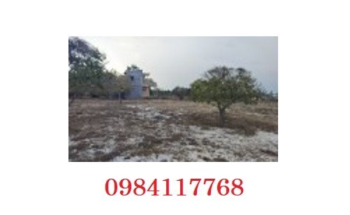 ⭐BÁN ĐẤT VƯỜN đẹp có 1 không 2 thị trấn Chợ Lầu, Bắc Bình, Bình Thuận; 3,6 tỷ; 0984117768