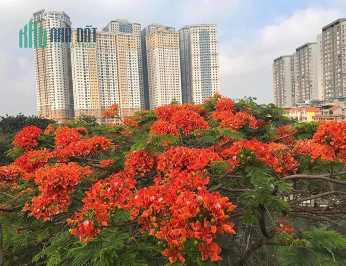 Bán nhà riêng Kim Giang, Đại Kim, Hoàng Mai. 50m2, Mt 4m, 4 tầng, giá 5.2 tỷ, ô tô tải đỗ cửa