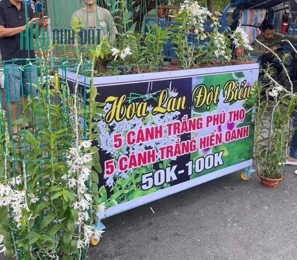 Rẻ nhất Gò Vấp, 520m đất full thổ cư, mặt tiền nhựa, kề sân bay, chỉ 50tr.m
