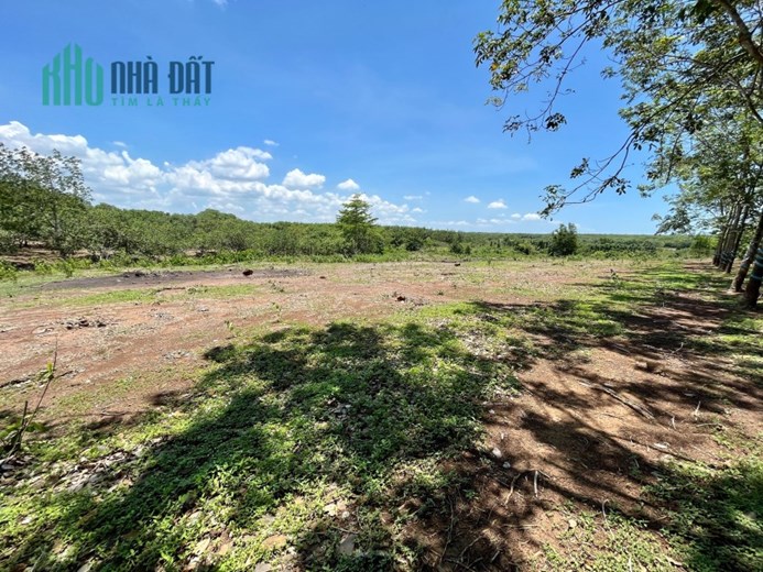 Chính chủ bán gấp 13290m2 đất Hoà Hưng, Xuyên Mộc, BRVT 5,19 tỷ. Lh: 0877332863