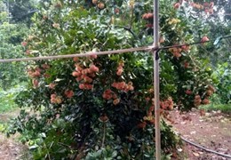 ĐẤT ĐẸP - GIÁ TỐT - Cần Bán Lô Đất Vị Trí Đắc Địa Tại Xã Đồng Tiến, Huyện Đồng Phú, Bình Phước