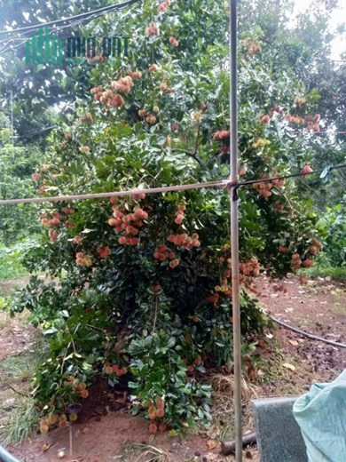 ĐẤT ĐẸP - GIÁ TỐT - Cần Bán Lô Đất Vị Trí Đắc Địa Tại Xã Đồng Tiến, Huyện Đồng Phú, Bình Phước