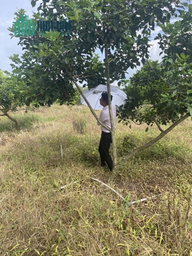 ĐẤT ĐẸP - GIÁ TỐT - Cần Bán Lô Đất Vị Trí Đắc Địa Tại Xã Đồng Tiến, Huyện Đồng Phú, Bình Phước