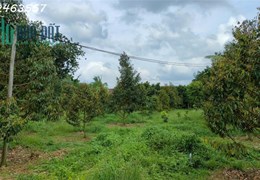 Lên Sóng: 1 Mẫu 4 Vườn Sầu Riêng, Vườn Cam Đang Cần Thanh Lý Gấp