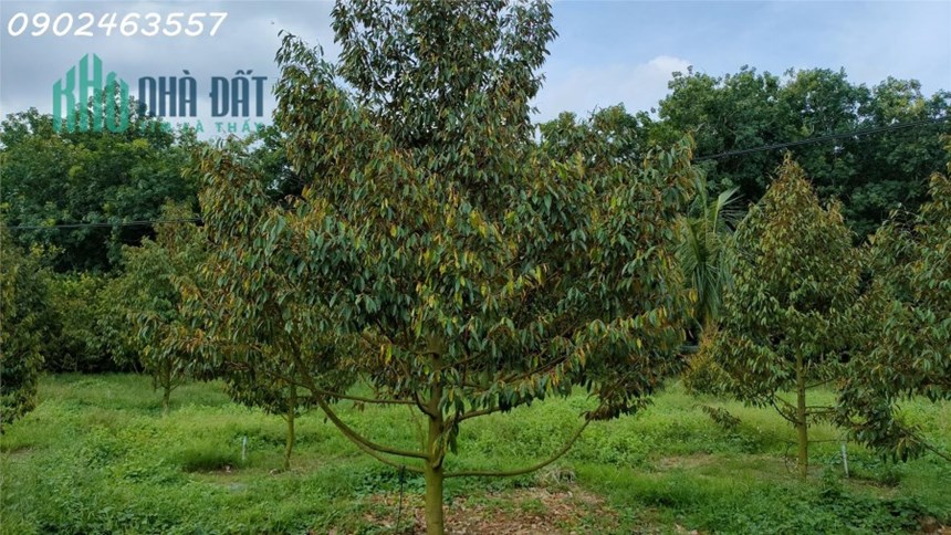 Lên Sóng: 1 Mẫu 4 Vườn Sầu Riêng, Vườn Cam Đang Cần Thanh Lý Gấp