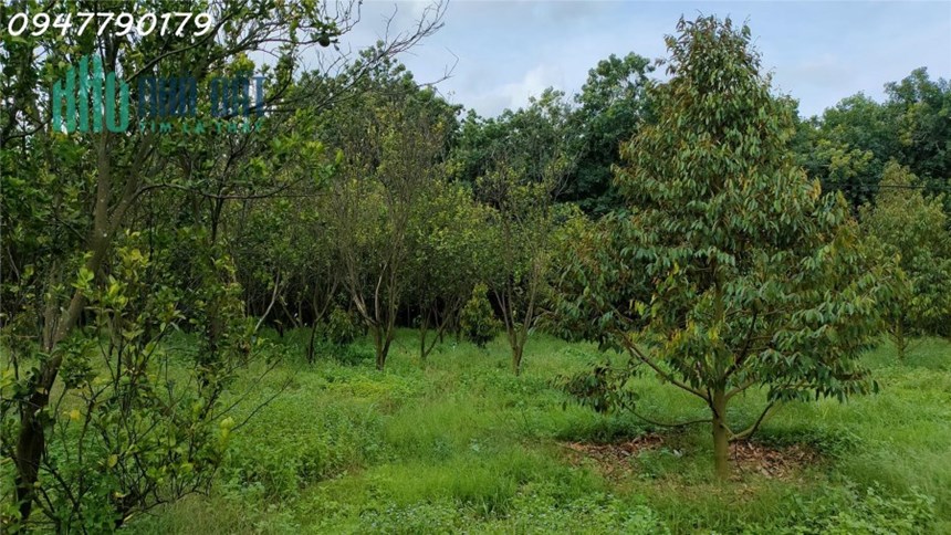 Duy Nhất Hôm Nay: 1 Mẫu 4 Vườn Sầu Riêng, Vườn Cam Đang Cần Thanh Lý
