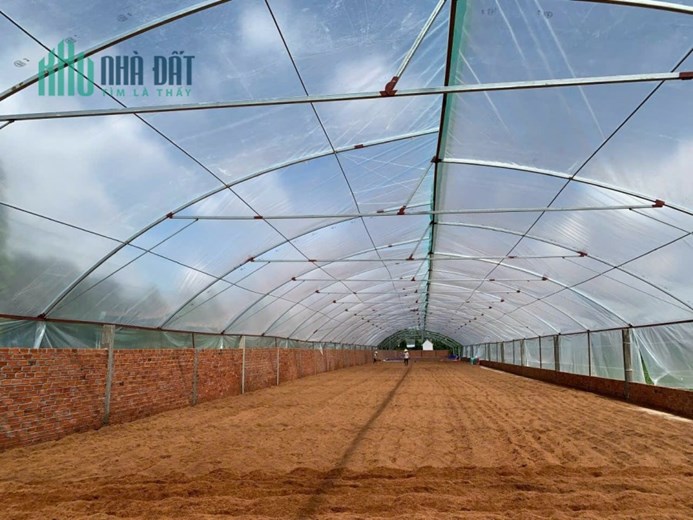 CHÍNH CHỦ BÁN NHÀ XƯỞNG RỘNG TẠI TÂN MỸ, BA TRI, BẾN TRE - GIÁ RẺ BẤT NGỜ