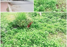 B.ÁN LÔ ĐẤT GẦN 500M2 TẠI ĐƯỜNG SONG HÀNH QUẬN 2 - CHỈ 195 TRI.ỆU/M2