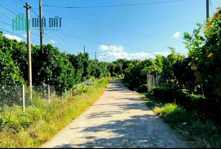 đất vườn có sẵn vườn bưởi 3 năm tuổi