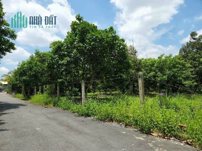 đất vườn có sẵn vườn bưởi 3 năm tuổi
