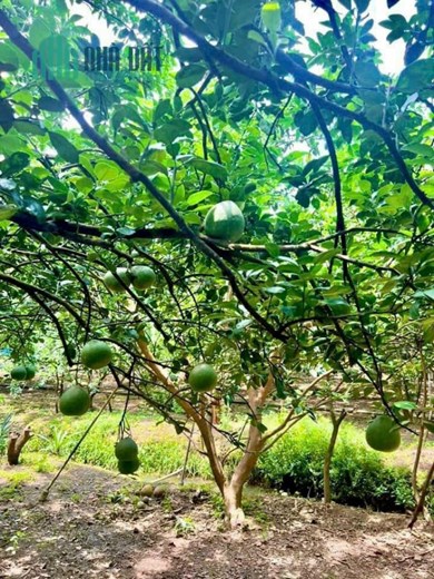 đất vườn có sẵn vườn bưởi 3 năm tuổi