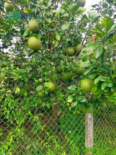 đất vườn có sẵn vườn bưởi 3 năm tuổi