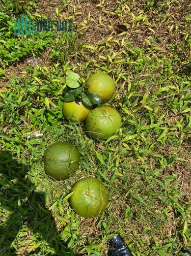 đất vườn có sẵn vườn bưởi 3 năm tuổi