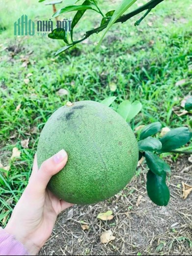 đất vườn có sẵn vườn bưởi 3 năm tuổi