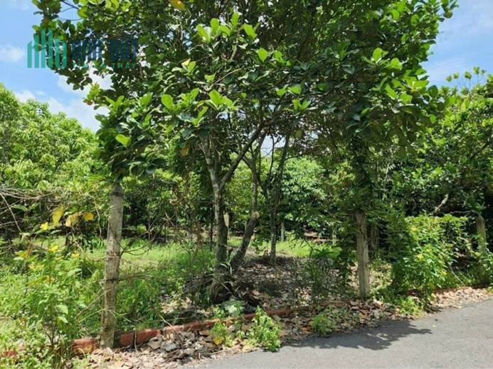 đất giá rẻ như hạt dẻ đây ạ