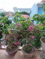 🍏🍒🍋NẰM KHU PHỐ TÂY AN THƯỢNG, VỪA Ở VỪA KINH DOANH.- 6TỶ XXX