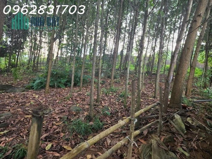 tài chính hơn 1 tỷ dành cho các nhà đầu tư có con học trường quốc tế sping hill
