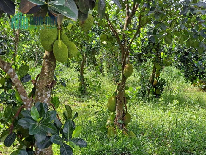 Tôi cần tiền bán gấp miếng vườn như hình giá 210 triệu