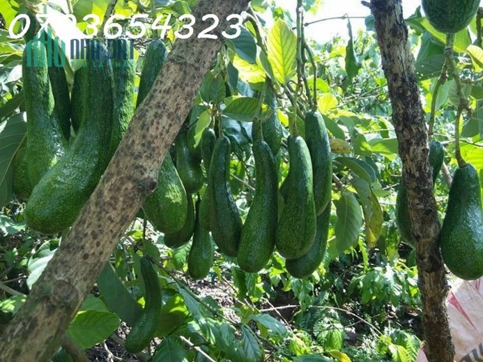 Cần tiền bán đất xã Tân Lạc, Bảo Lâm, Lâm Đồng, vườn cây trái xum xuê, view nhìn núi